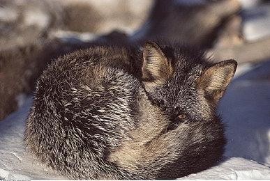 第三人称恐怖合作射击游戏《永恒冬日》现已登录Steam平台